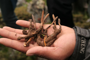 The collecting of Cordyceps (Cattepillar Fungus) provides one of the few sources for cash income in rural Tibetan areas